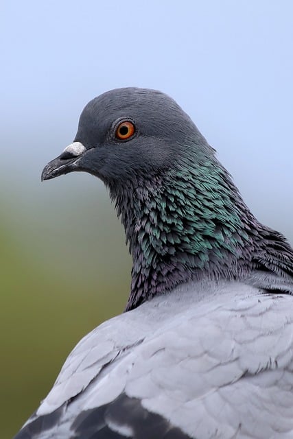 Free Himalayan Rock Pigeon Pigeon photo and picture