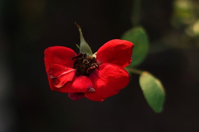 Free Red Rose Macro Photography photo and picture