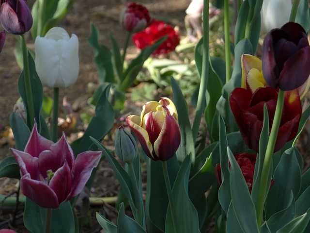 Free Tulip Nature photo and picture