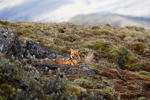 Fox, Andská Líška, Culpeo