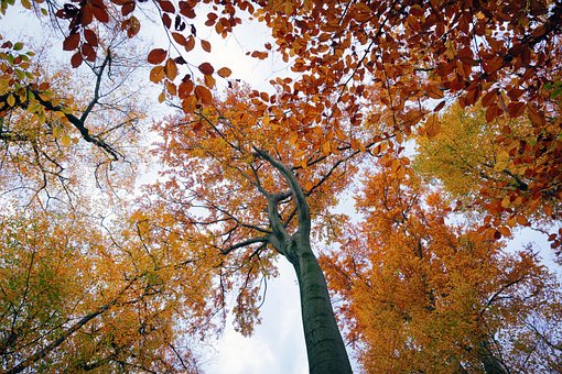 Laub, Herbst, Blätter, Buche, Wald