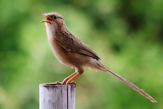 Free Common Babbler Bird Photography photo and picture