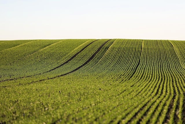 Free Winter Wheat Field photo and picture