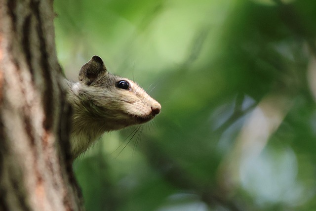 Free Indian Palm Squirrel photo and picture