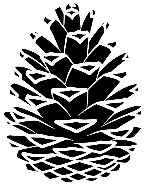 Free pine cone silhouette botanical vector