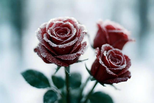 Rosen, Blumen, Frost, Rote Rosen, Natur