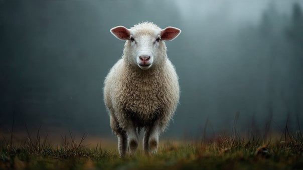 Free Sheep Animal illustration and picture
