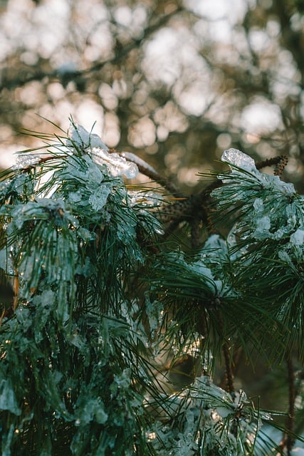 Free Pine Tree Melting Ice photo and picture