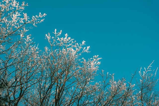 Free Frosty Branches Winter Sky photo and picture