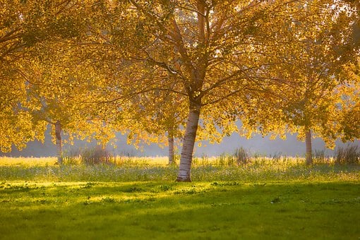 Free Autumn Nature photo and picture