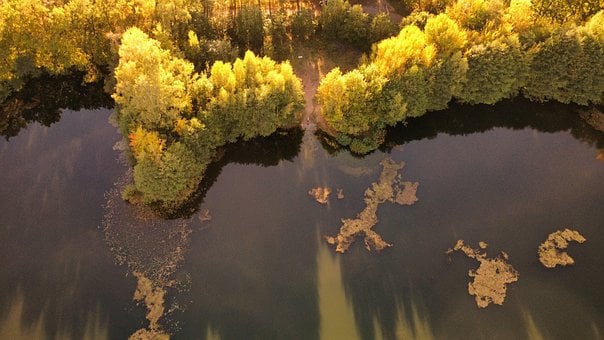 Lago, Agua, Cair, Arvores