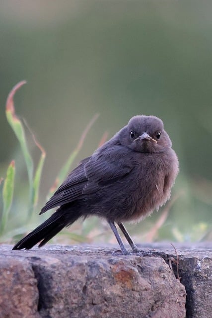 Free Brown Rock Chat Oenanthe Fusca photo and picture