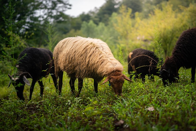 Free Sheep Grazing photo and picture