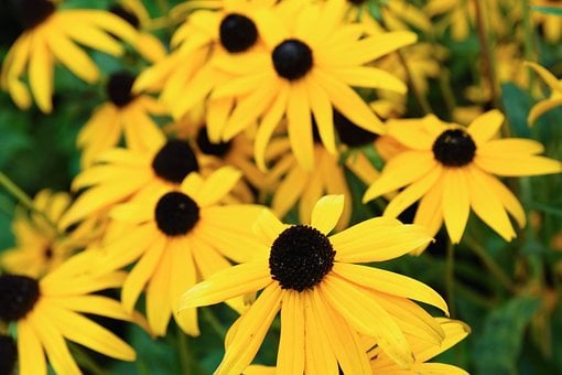 Rudbeckia, Žltá, Kvetina, Krásna