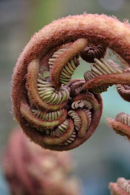 Free Fern Fern Frond photo and picture