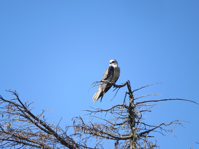 Free Kite Bird photo and picture