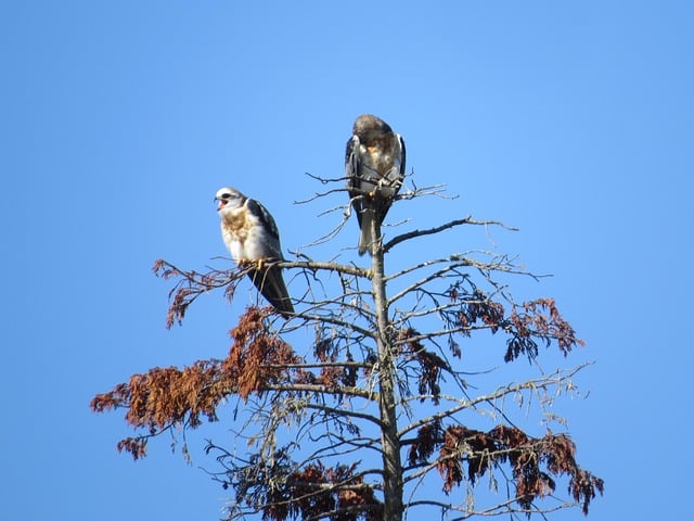 Free Kite Bird photo and picture