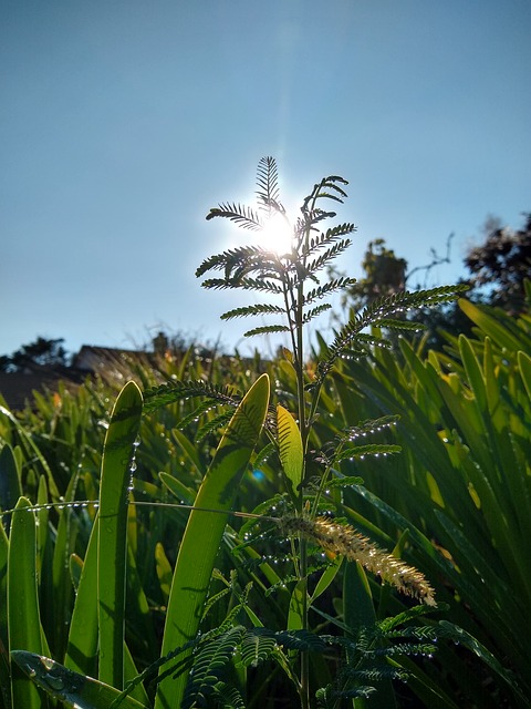 Free Dew Grass photo and picture