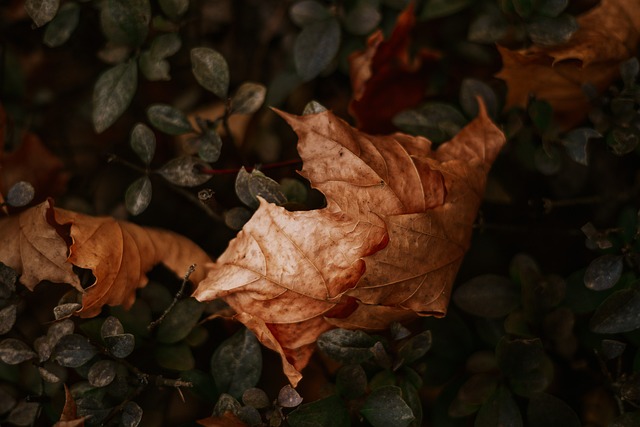 Free Autumn Leaves photo and picture
