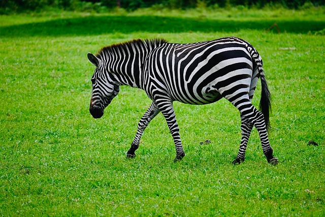 Zebra, Natur, Afrika, Dyreliv, Dyr