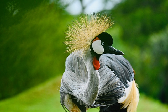 Kran, Crested Kran, Fugl, Natur, Dyr