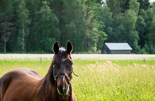 Free Rural Landscape Field photo and picture