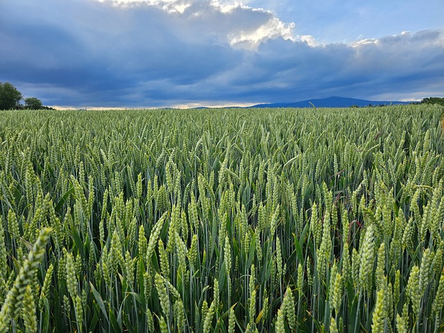 Free Agriculture Nature photo and picture