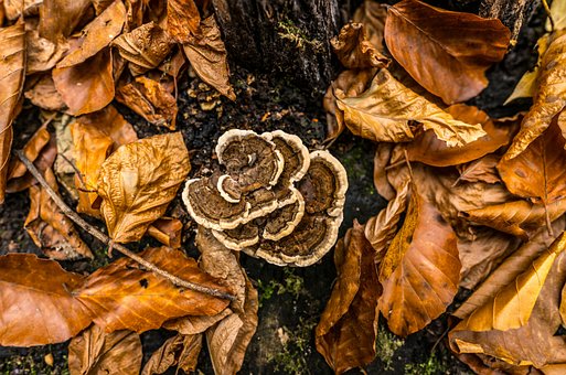 Free Mushrooms Forest photo and picture