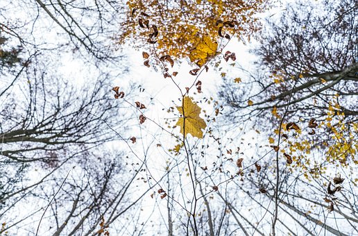 Free Autumn Fall photo and picture