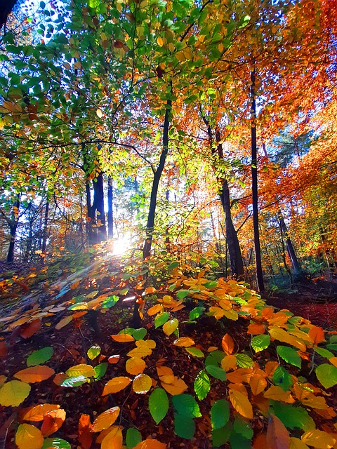 Free Autumn Nature photo and picture