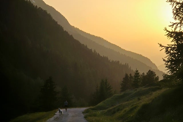 Free Forest Alps photo and picture