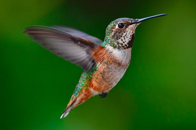 hummingbird, wings, fluttering, flying, forest, beautiful, nature, wildlife
