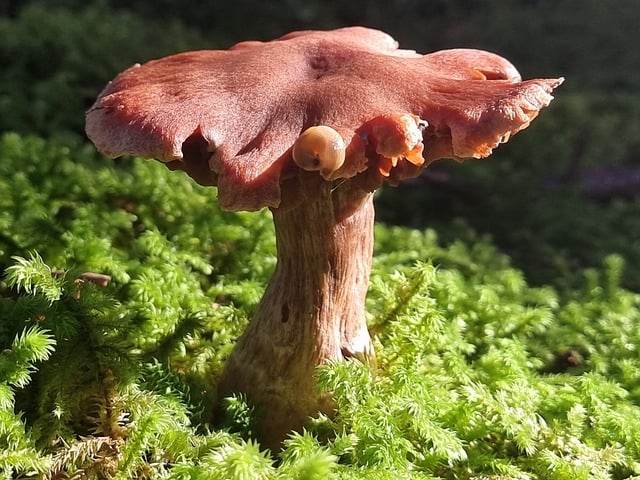 Free Mushroom Forest photo and picture