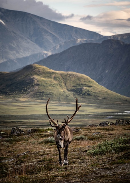 Free Reindeer Nature photo and picture