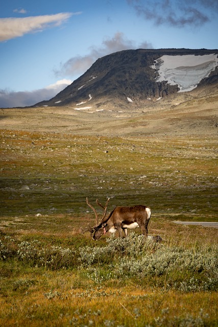 Free Reindeer Nature photo and picture