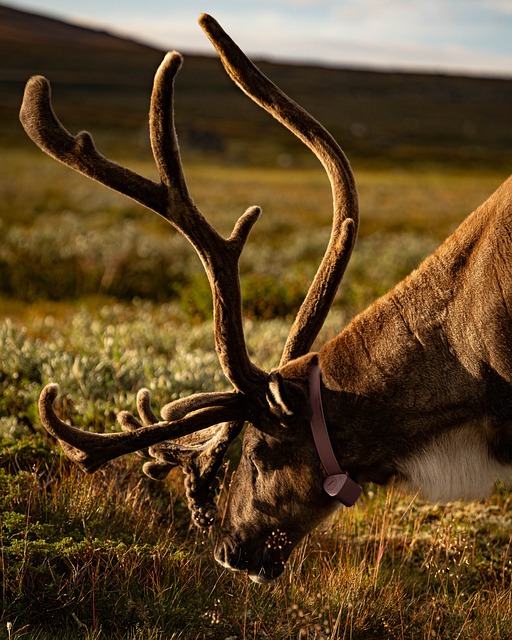 Free Reindeer Nature photo and picture