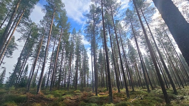 Free Trees Forest photo and picture