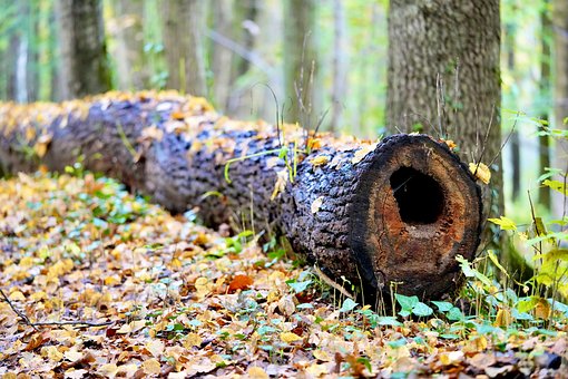 Free Nature Forest photo and picture