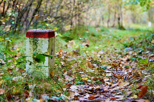 Free Forest Border photo and picture