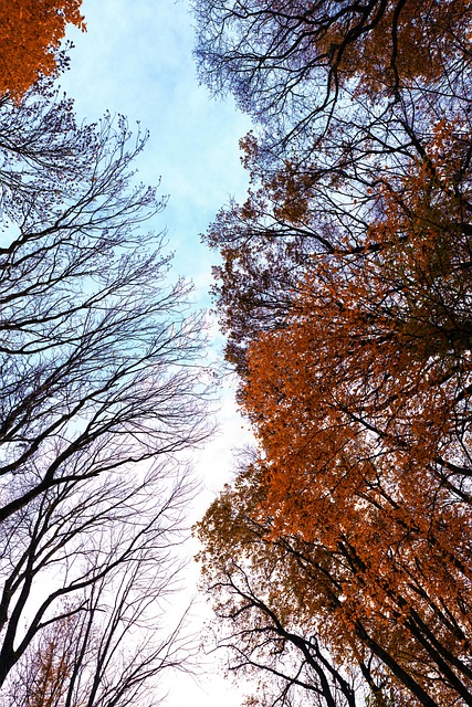 Free Autumn Leaves photo and picture
