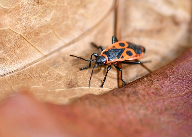 Free Policeman Insect photo and picture
