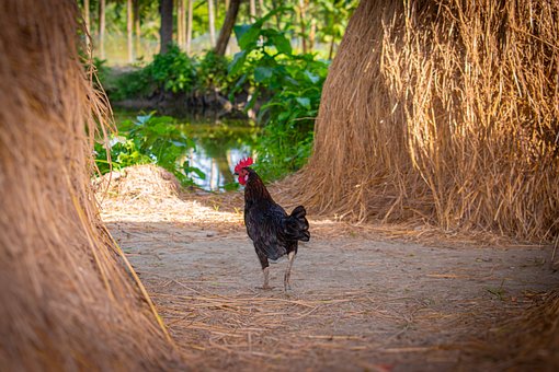 Free Rooster Black photo and picture
