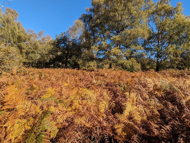 Free Woodland Tree photo and picture