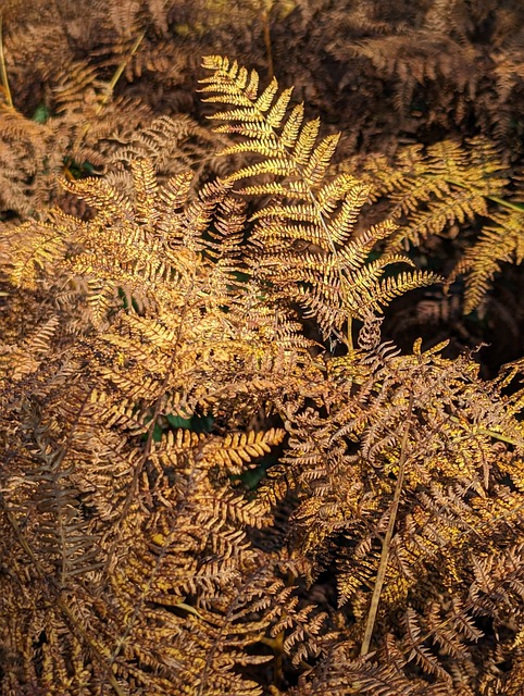 Free Woodland Tree photo and picture