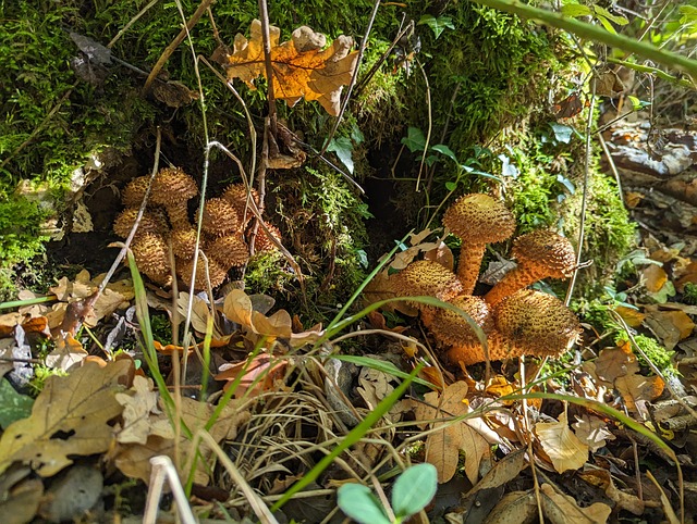 Free Woodland Tree photo and picture