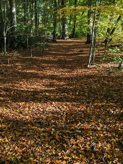 Free Woodland Autumn photo and picture