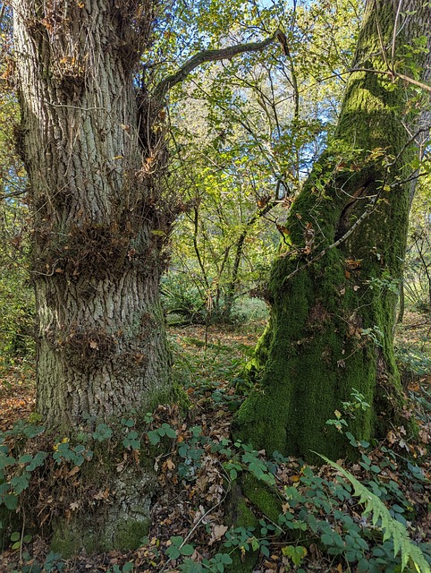 Free Woodland Tree photo and picture