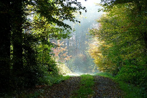 Free Fall Forest Path photo and picture