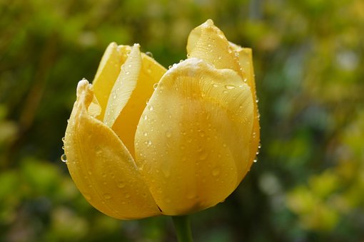 Free Tulip Raindrop photo and picture