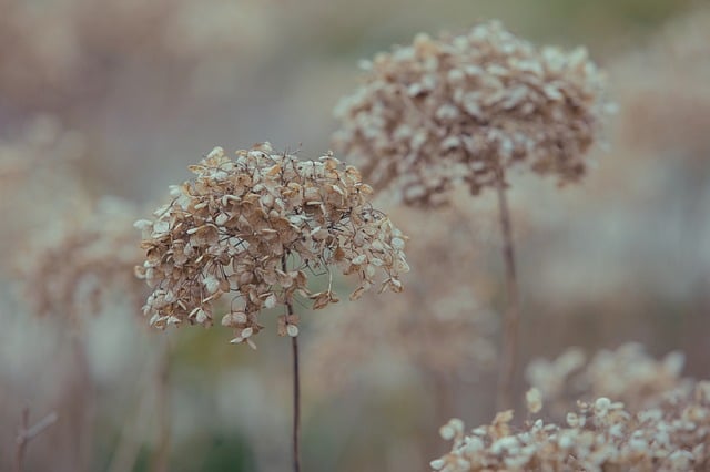 Free Hydrangea Nature photo and picture